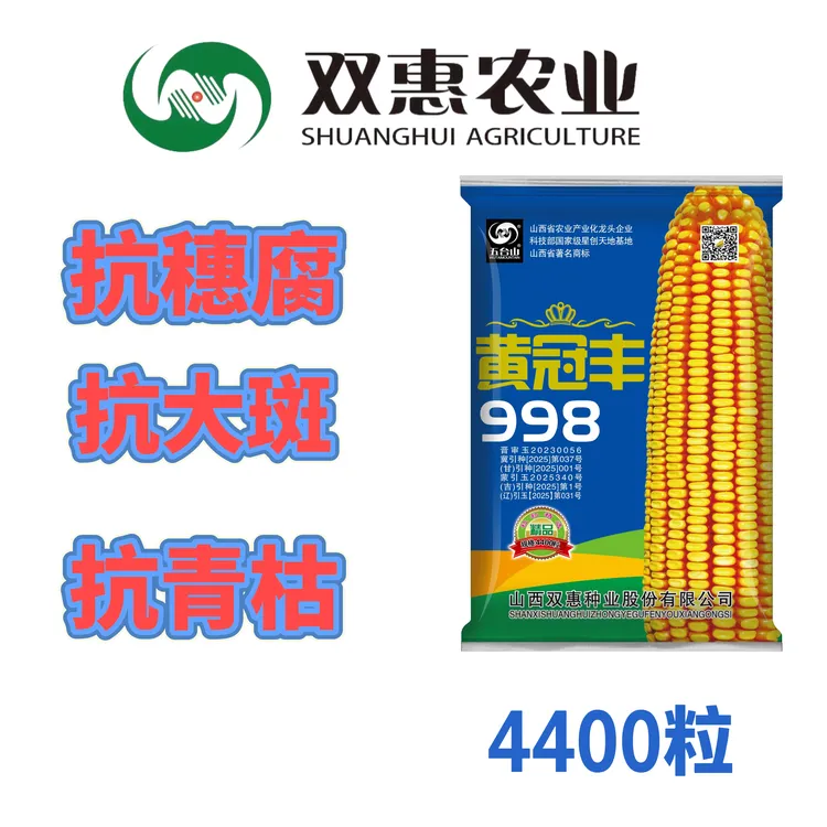 大棒高产抗病抗倒抗旱容重高抗青枯抗穗腐大马齿