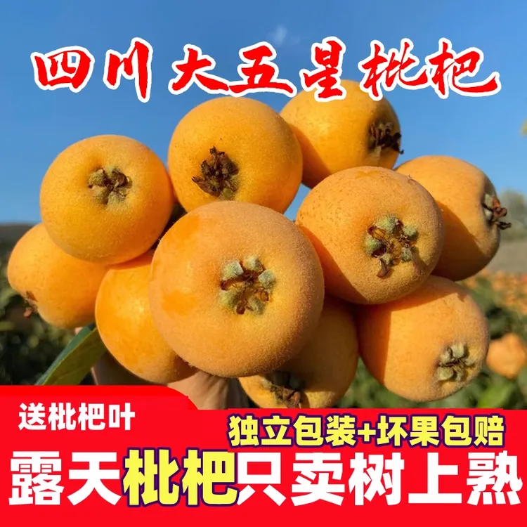 [四川大五星枇杷]高山老树枇杷早春枇杷孕妇新鲜水果现摘现发新鲜