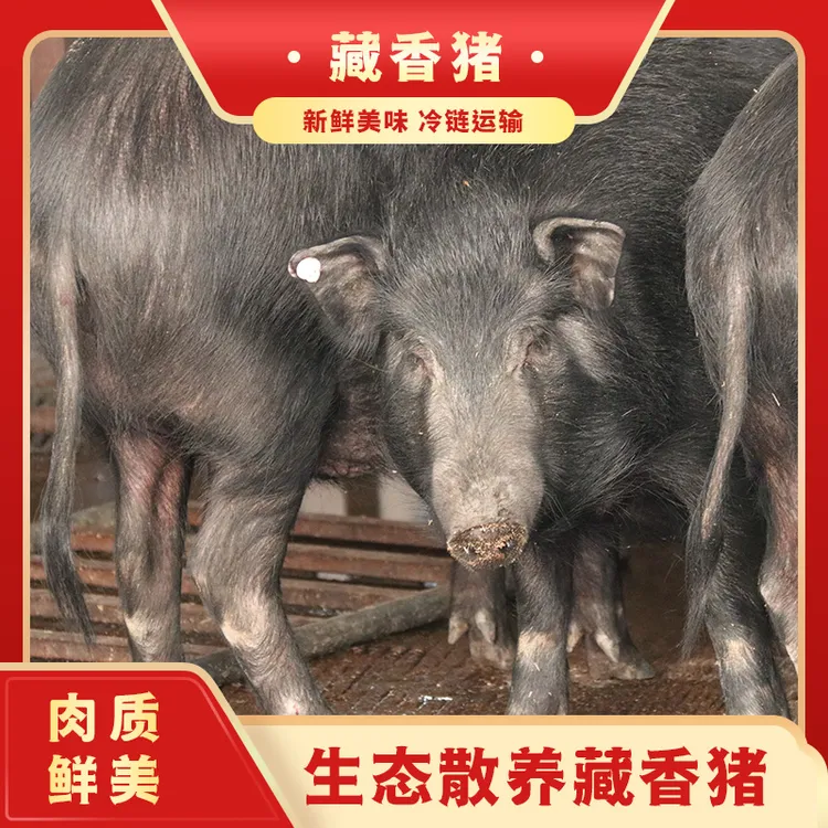 【首单立减】山河柴贵藏香猪（猪头半边）精选鲜嫩美味丛林间自然养殖包邮