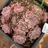 4922杂交多肉植物