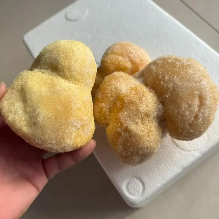 新鲜冷冻猴头菇煲汤炖鸡