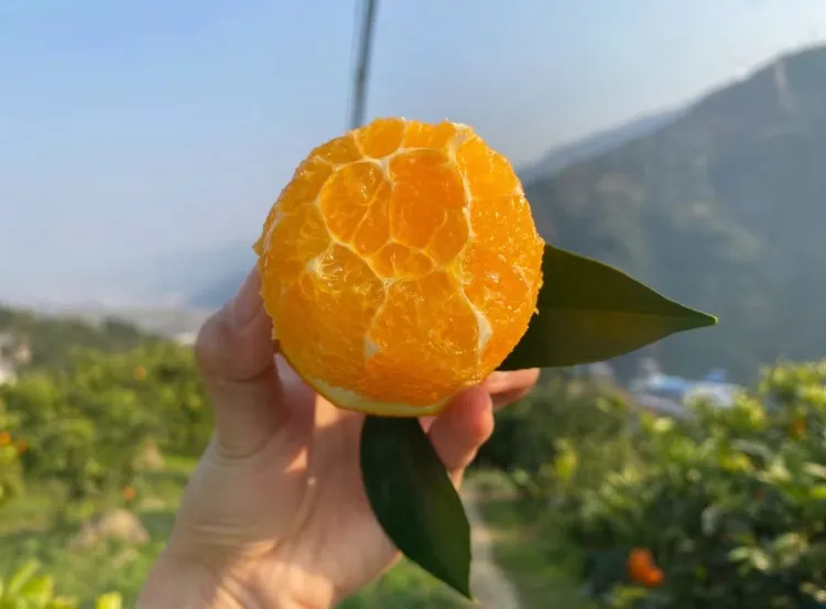 赣南脐橙 有机管理 新鲜应季水果产地直发