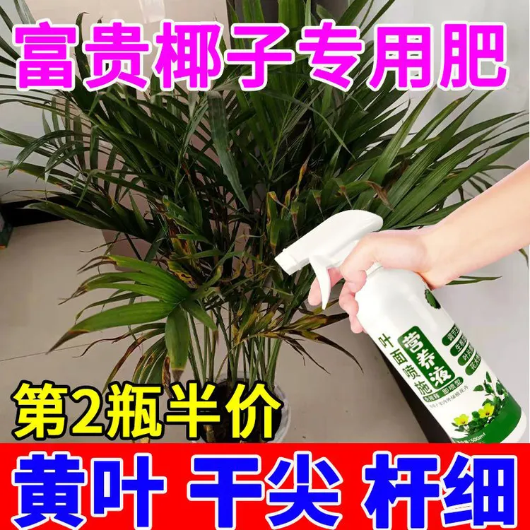 富贵椰子专用肥富贵椰子营养液防黄叶干尖枯叶肥免稀释肥散尾葵肥