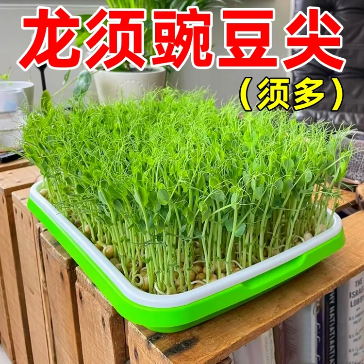 好吃豌豆苗种子农家菜园阳台秋冬季节播种香甜蔬菜豌豆苗种孑种籽