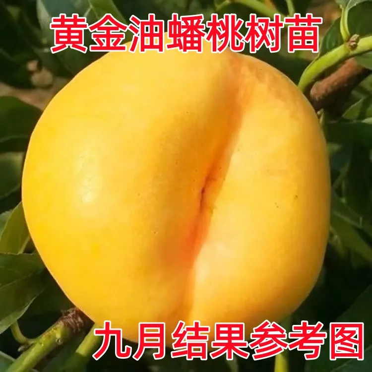 桃树嫁接苗晚熟南北方种植黄油蟠桃当年结果地栽盆栽桃苗