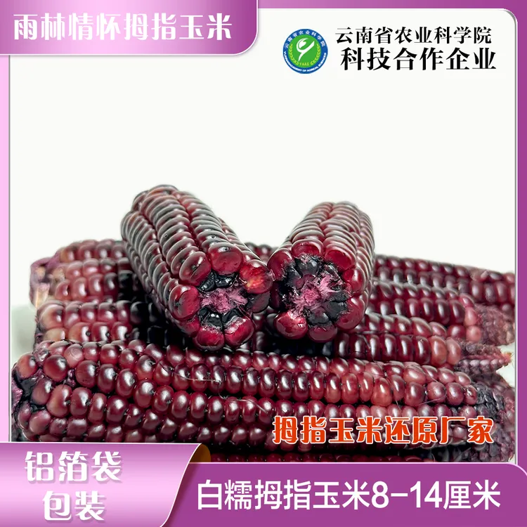 雨林情怀紫色拇指香甜真空早餐粗粮即食金紫云南宝宝辅食拇指玉米
