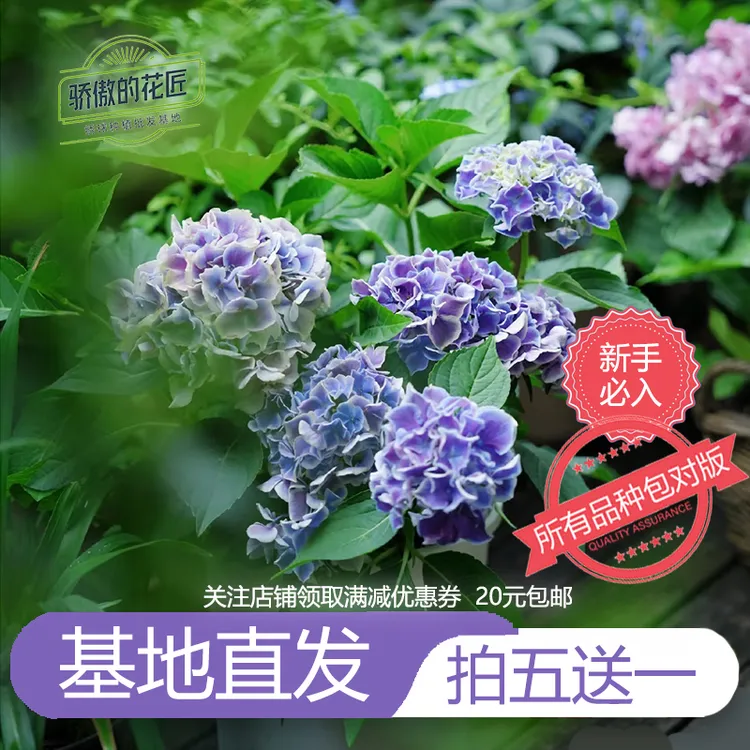 绣球花苗无尽夏蒙娜丽莎艾丽太阳神殿银边杨玉勇琥珀大海蓝弗洛伦