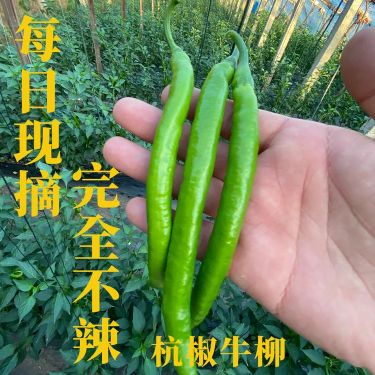 现摘新鲜杭椒不辣炒菜美味可生吃鲜甜可口保证质量杭椒牛柳
