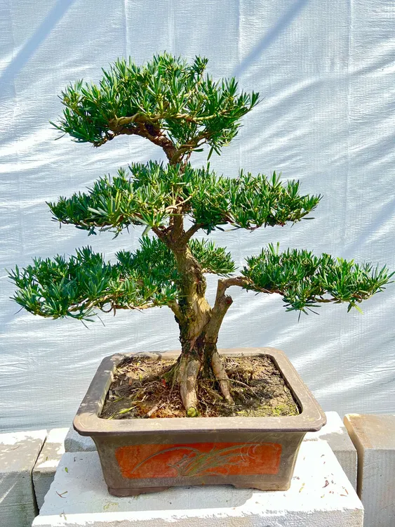 迎客松造型高档罗汉松室内外盆景四季常青高档黄杨盆景造型绿植13