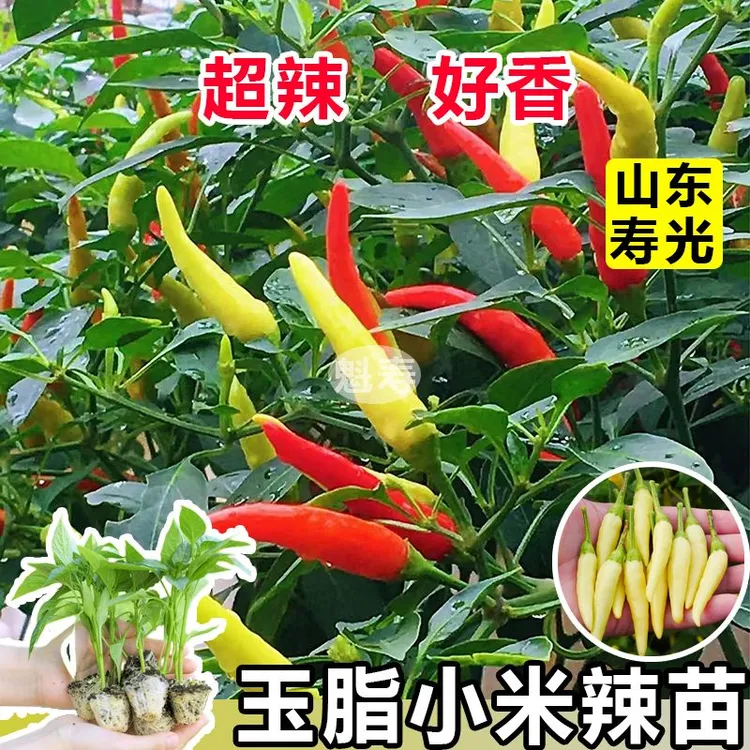 玉脂小米椒苗辣椒苗四季阳台盆栽庭院种植辣椒秧苗蔬菜苗辣椒种苗