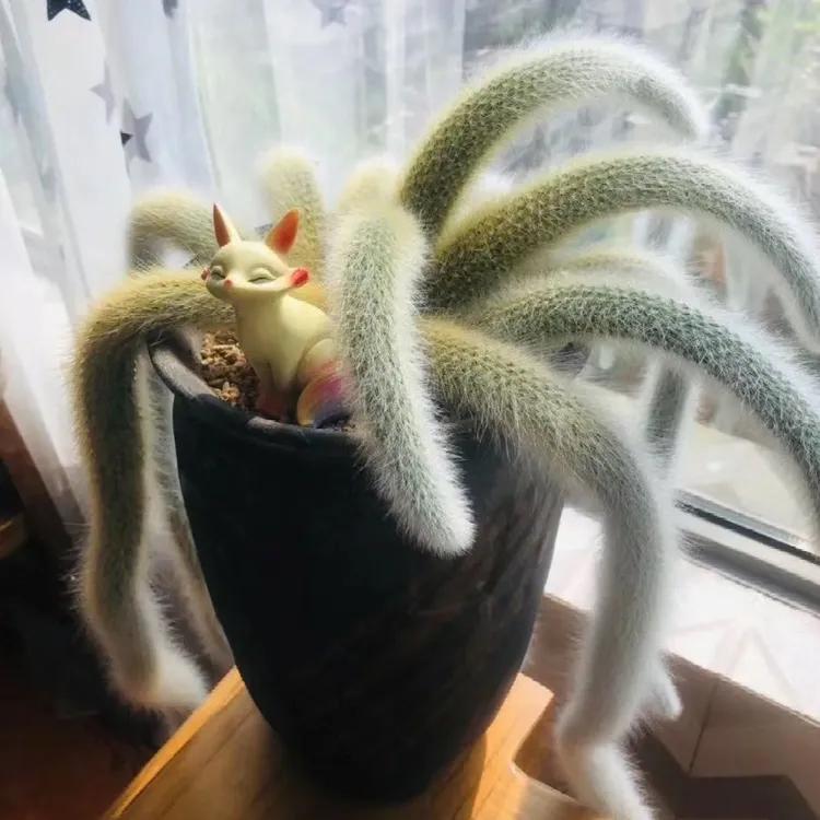 清仓狐 多肉长毛盆栽猴尾柱软毛植物尾巴开花垂吊室内办公室好养