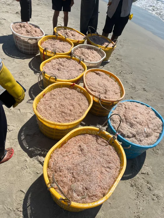 广东茂名博贺生晒淡干虾皮品质好