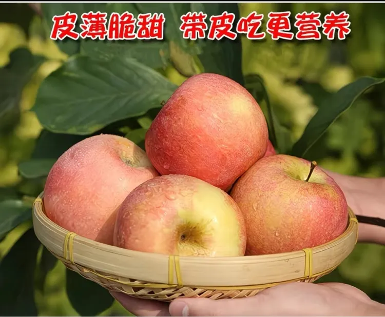 正宗丰县大沙河冰糖心丑苹果现摘脆甜多汁新鲜水果