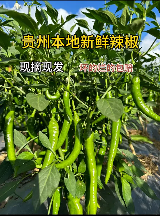 贵州本地新鲜辣椒香辣浓郁现摘现发（农家自种小青椒）