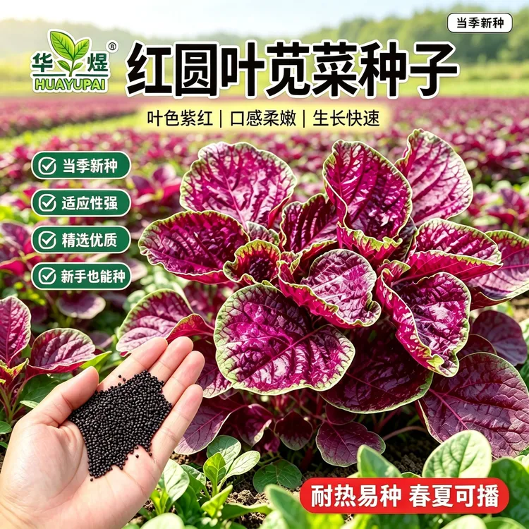 红苋菜种子苋菜籽苋菜种籽蔬菜种子四季阳台圆叶盆栽蔬菜农家菜籽商品图
