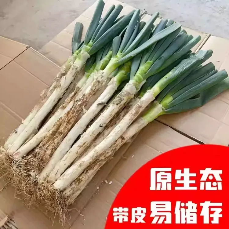 新鲜现挖铁杆大葱清甜多汁鲜嫩