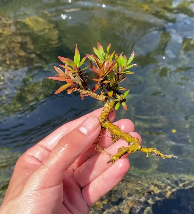 水杨梅 拇指桩掌上盆景 鱼缸造景小老桩水培土培植物