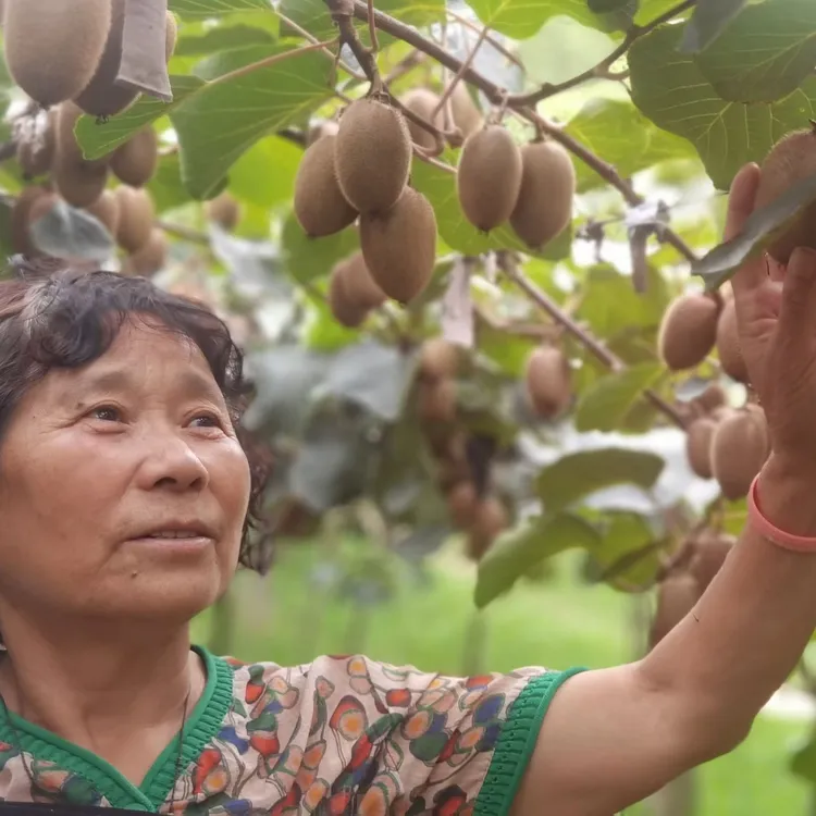 陕西周至当季翠香猕猴桃正宗新鲜水果绿心奇异果整箱弥猴桃批发