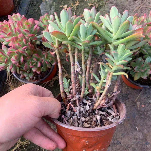 红稚莲多头老庄群生多肉植物红稚连老桩室内盆栽好养吸甲醛防辐射