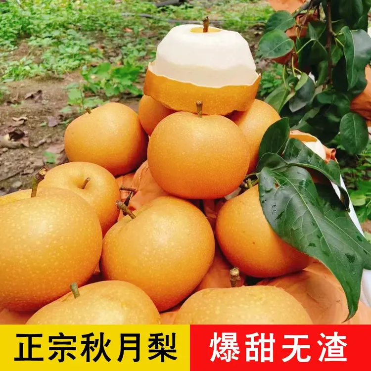 正宗秋月梨冰糖梨子新鲜大果爆汁嫩薄皮梨子当季高端孕妇水果整箱
