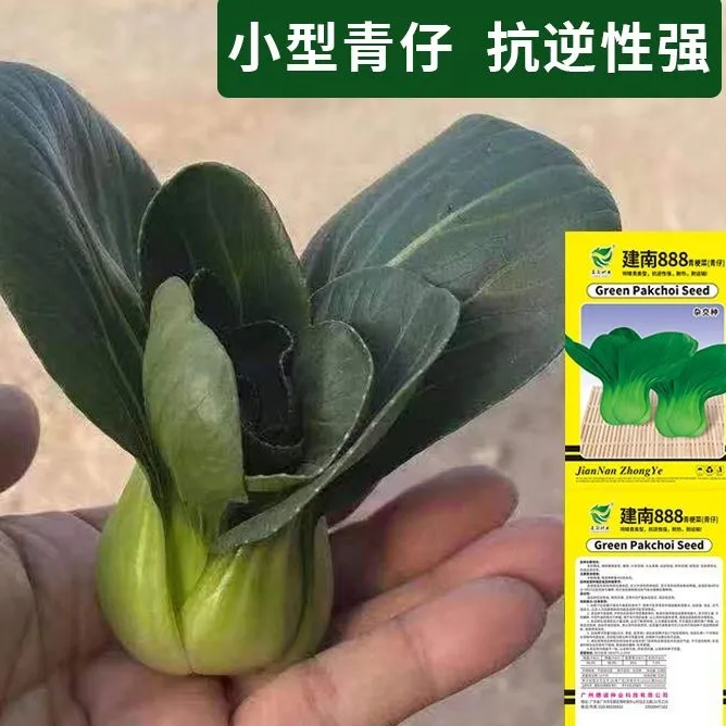 建南888青梗菜种子四季小青菜籽种宁夏矮脚上海青菜种籽蔬菜种孑