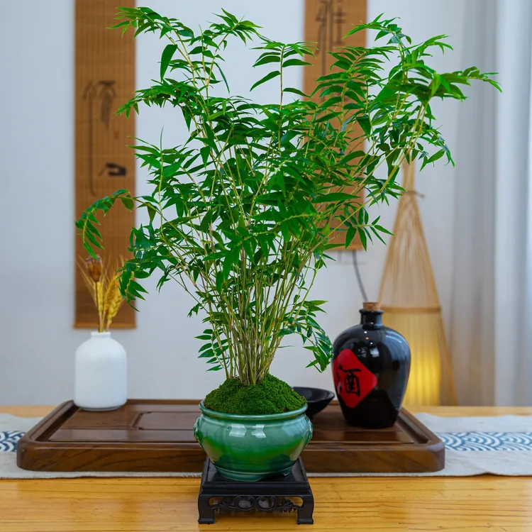 水培米竹绿植盆栽室内水培茶室盆景竹室内绿植观音竹网红竹子