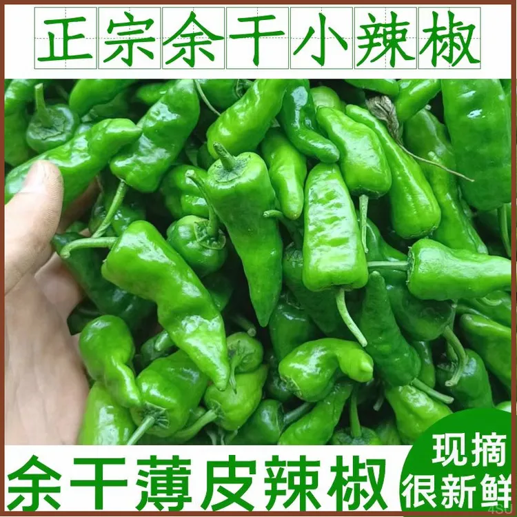 农家自种辣椒土辣椒1/3/5斤正宗余干辣椒新鲜特辣薄皮青椒爆辣