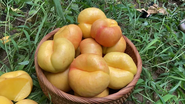 包邮油蟠桃新鲜应季水果脆甜两吃清甜可口