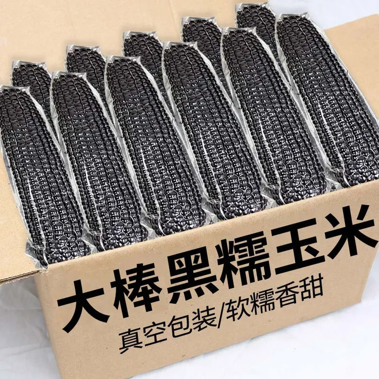 【试吃两根】山西忻州大棒黑糯玉米棒真空包装粘苞米整箱10根苞米