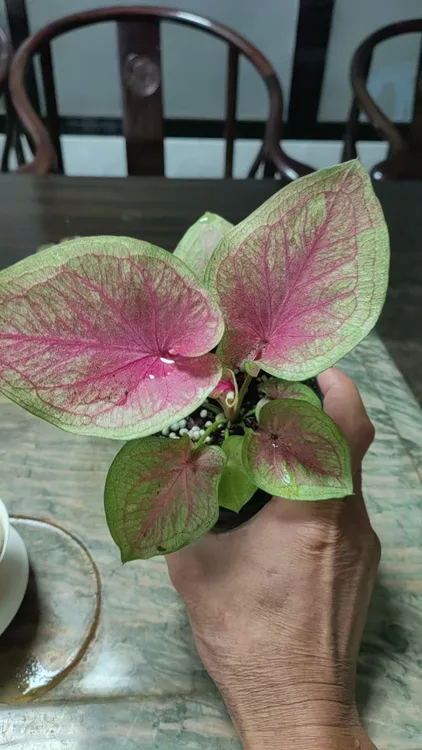 泰国彩叶芋热植耐热种球花卉粉色多年生室内好养懒人绿植盆栽