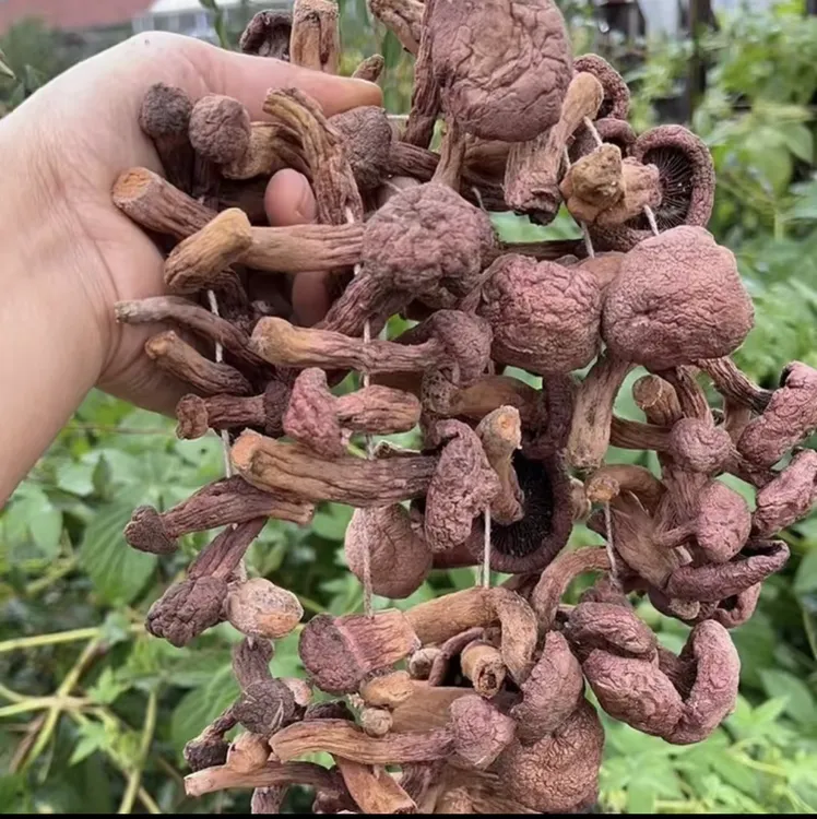 红松伞 红蘑 肉蘑 红蘑丁东北特产自然晾晒红蘑新货