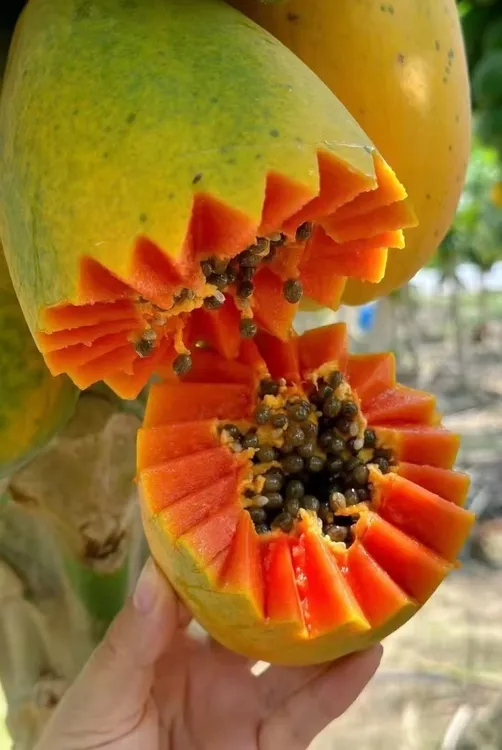 新鲜采摘版纳红心牛奶木瓜 软糯香甜 热带水果