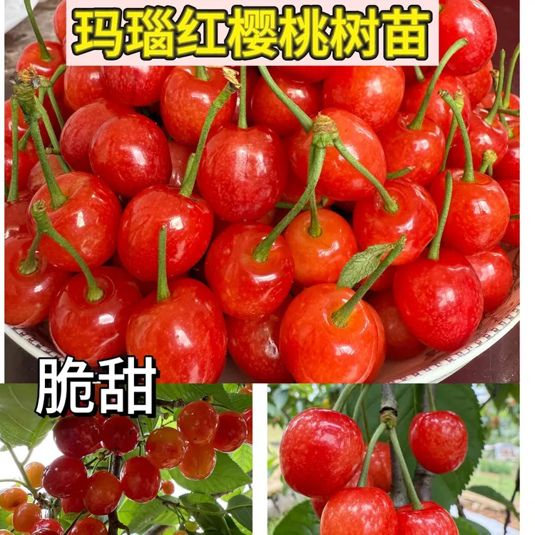 玛瑙红樱桃树苗 樱桃树苗贵州原产地发货