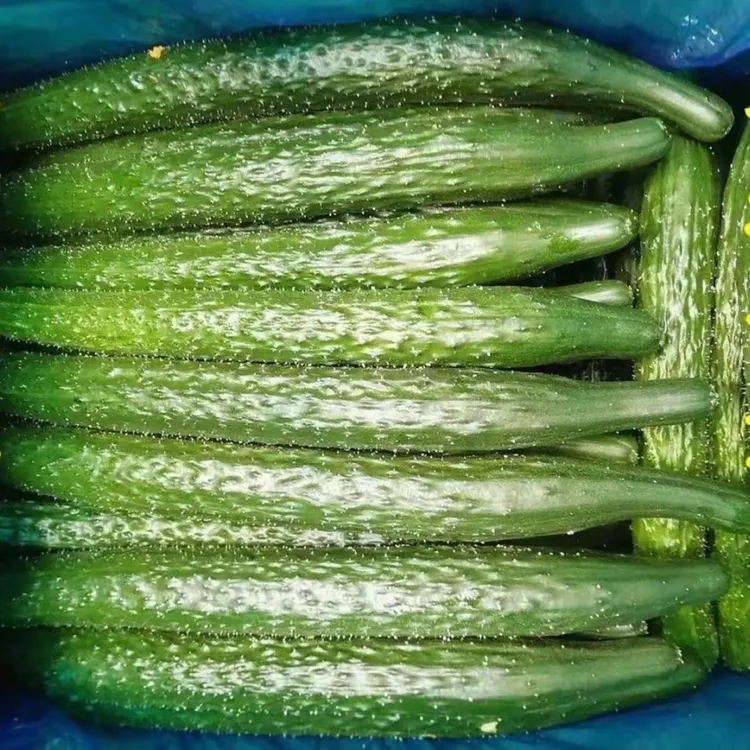 爽口密刺黄瓜农家当季蔬菜山东新鲜原产自种自采现摘现发