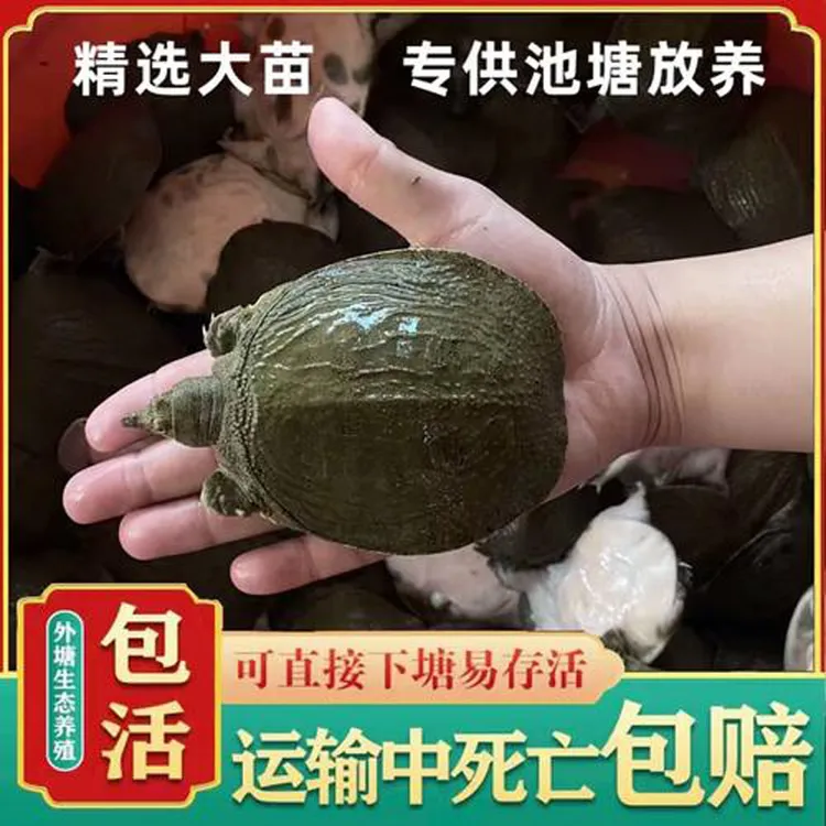 可吃可养 生态小甲鱼苗活体鲜活放养小中华鳖水鱼团鱼王八中华鳖