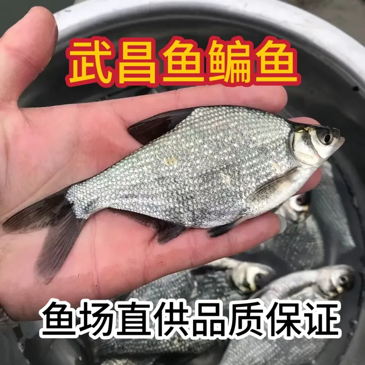 武昌鱼淡水鳊鱼三角鲂鱼三角边沙边团头鲂活体
