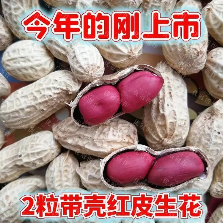 红色花生种子新种子二粒红皮花生带壳新鲜晒干种子原味农家自种
