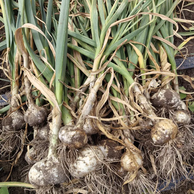 【新疆包邮】吉木萨尔绿嘴白皮大蒜/当季干蒜/产地直发