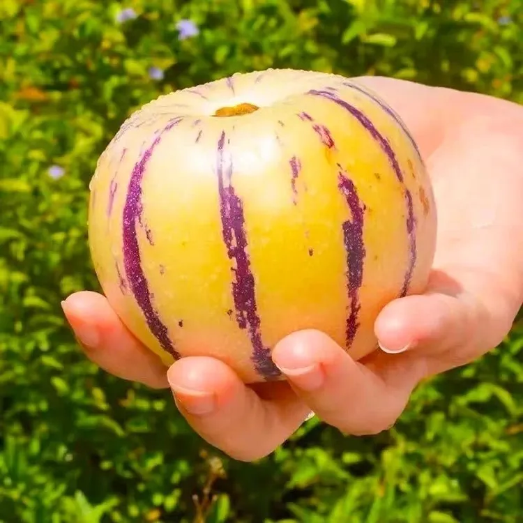 新鲜树上熟人参果黄肉圆果新鲜清甜多汁孕妇老人孩子应季水果