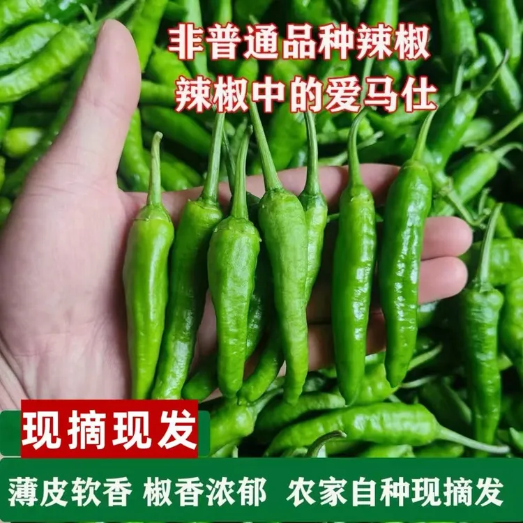 正宗樟树薄皮小辣椒新鲜微辣软皮小青椒新鲜采摘微辣湖南软香辣椒