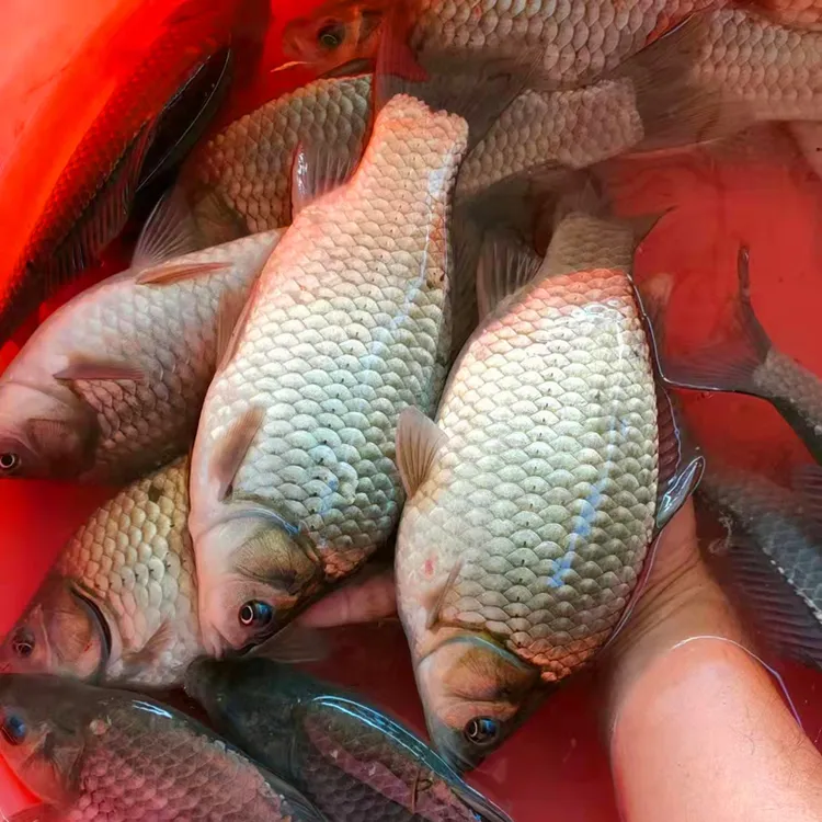 活体鲫鱼中科五号鲫鱼彭泽鲫大板鲫水族宠物鱼观赏鱼淡水冷水鱼