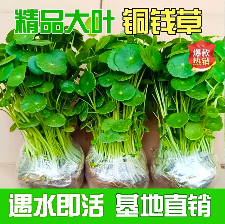 精品大叶铜钱草金钱草室内桌面净化空气好养活植物办公室绿植水草