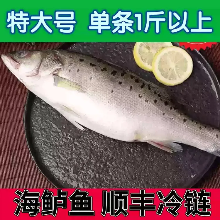 【国庆大促】海鲈鱼鲜活大鲈鱼青岛海鱼新鲜水产食用冷冻花鲈鱼顺丰