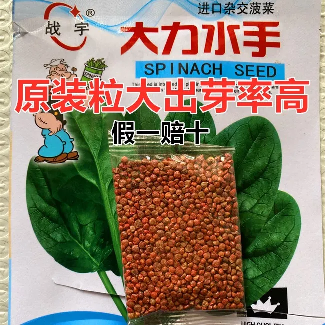 正宗红根大叶菠菜种子抗病耐寒口感好大田庭院阳台种植菠菜种籽