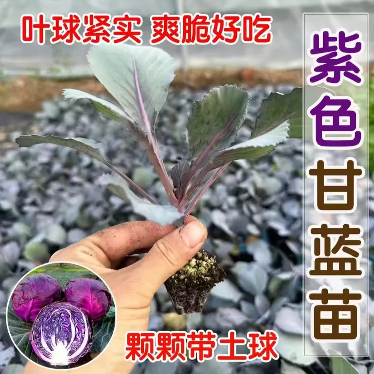 紫甘蓝种苗绿甘蓝苗紫包菜紫卷心菜沙拉菜绿包菜牛心甘蓝四季菜苗
