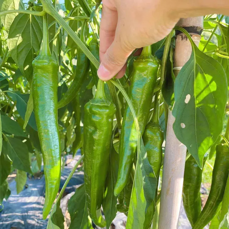 贵州本地新鲜现摘薄皮牛角椒青椒尖椒香辣椒土辣椒