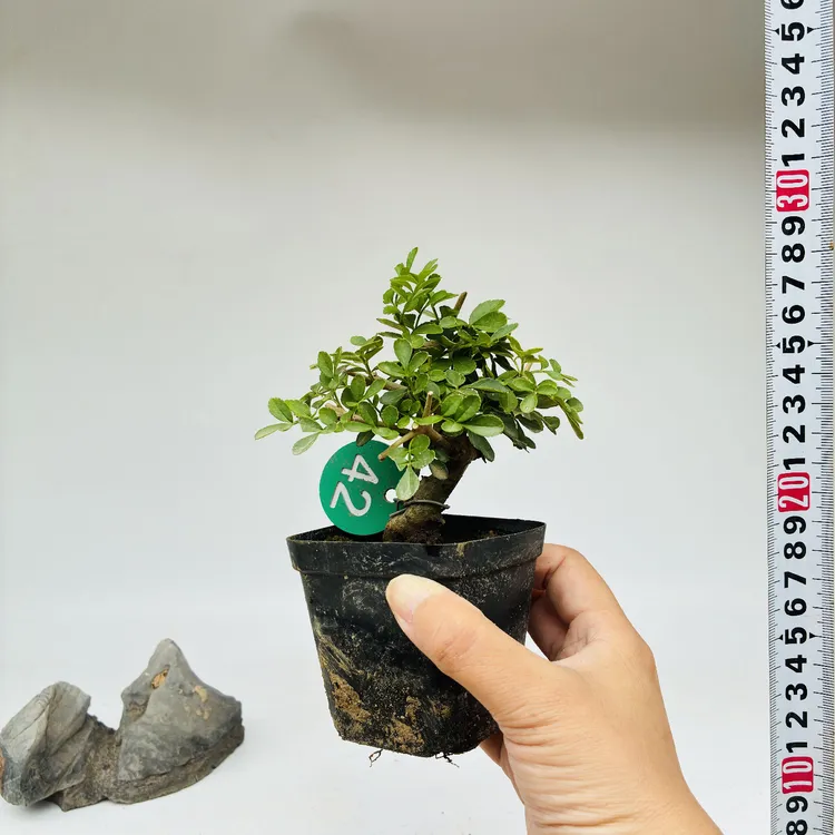 对节白蜡小盆景掌盆掌中宝绿植熟桩微型练手素材矮霸迷你一物一拍