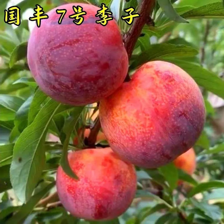 正宗嫁接国峰七号李子树苗新品种晚熟李子苗南方北方种植包成活