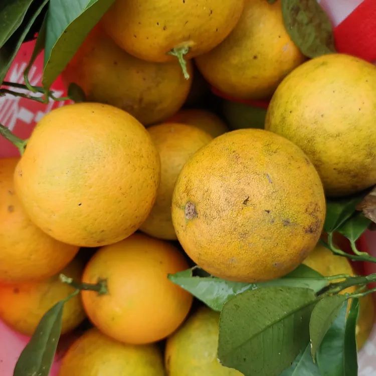 贵州农家自种老品种黄果露天自然成熟新鲜果子酸甜多汁包邮