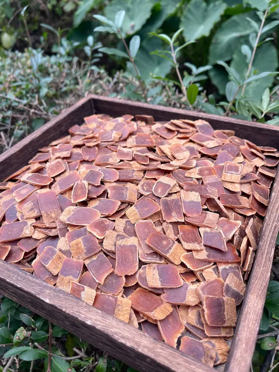 黄马褂 韩种一代高丽参 品质好